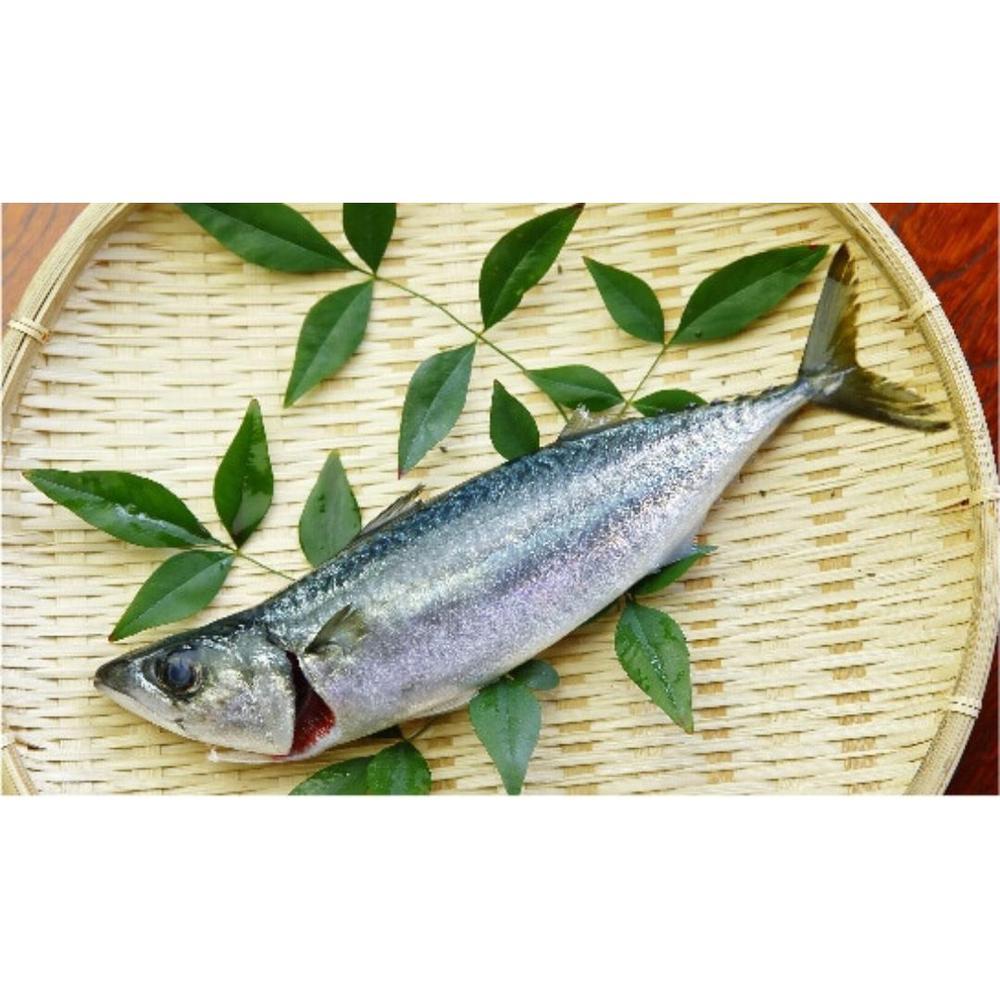 鯖