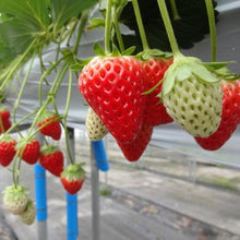 画像をギャラリービューアに読み込む, いちご