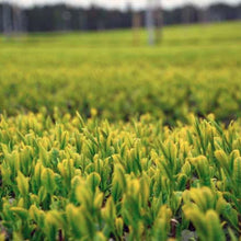 画像をギャラリービューアに読み込む, 畑