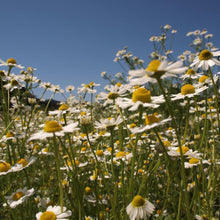画像をギャラリービューアに読み込む, お花