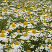 画像をギャラリービューアに読み込む, お花