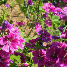 画像をギャラリービューアに読み込む, お花