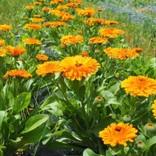 画像をギャラリービューアに読み込む, お花