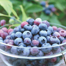 画像をギャラリービューアに読み込む, ブルーベリー