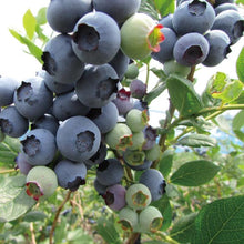 画像をギャラリービューアに読み込む, ブルーベリー