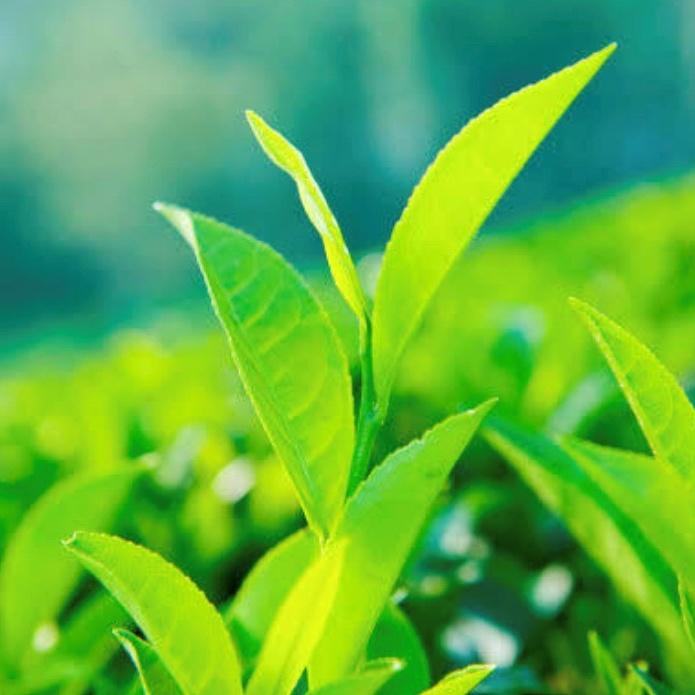 茶葉