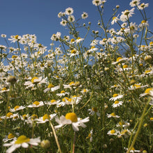 画像をギャラリービューアに読み込む, お花