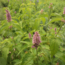 画像をギャラリービューアに読み込む, お花