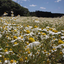 画像をギャラリービューアに読み込む, お花