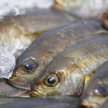 画像をギャラリービューアに読み込む, 魚