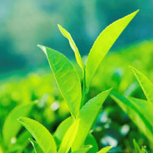 画像をギャラリービューアに読み込む, 茶葉