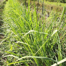 画像をギャラリービューアに読み込む, ハーブ