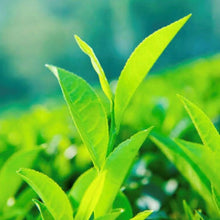 画像をギャラリービューアに読み込む, 茶葉