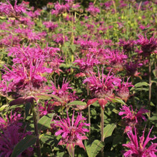 画像をギャラリービューアに読み込む, お花