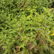 画像をギャラリービューアに読み込む, お花