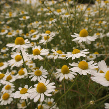 画像をギャラリービューアに読み込む, お花