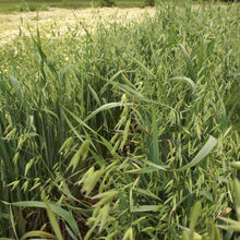 画像をギャラリービューアに読み込む, 植物