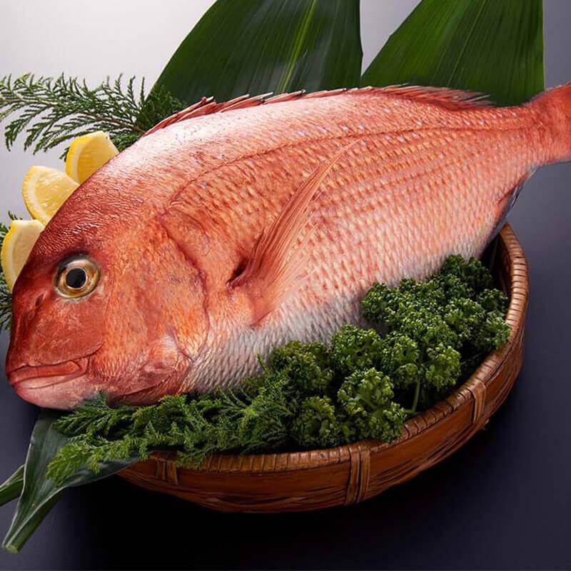 活き〆鯛