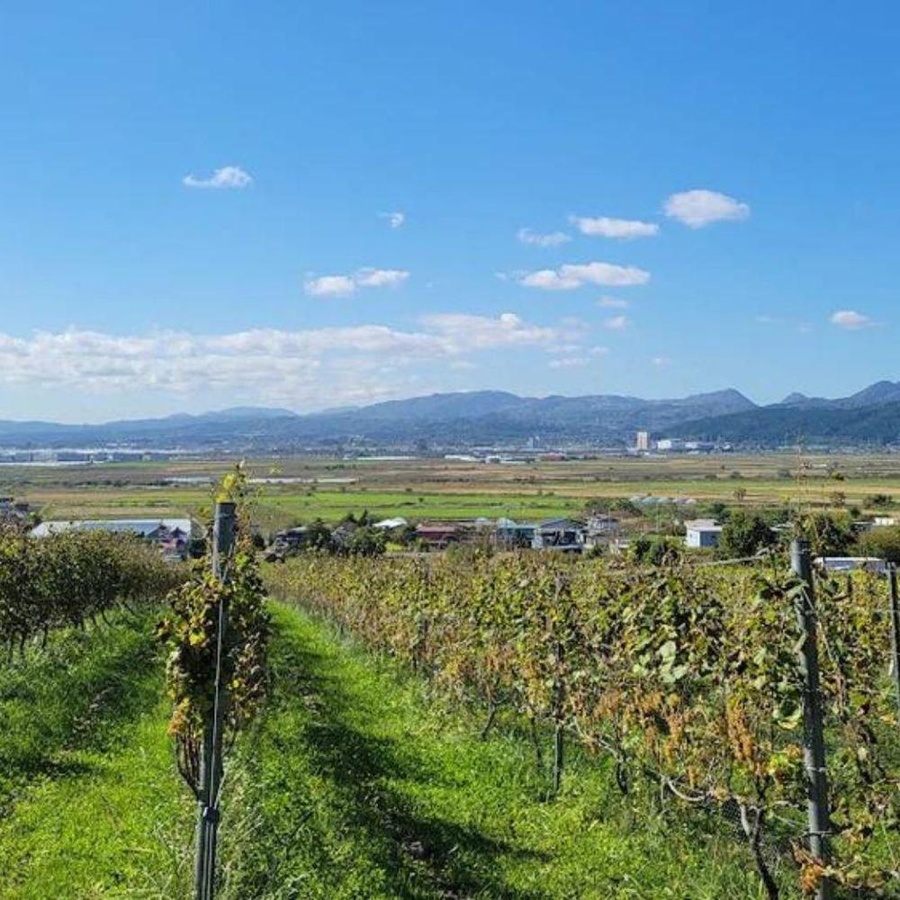 ワイナリー