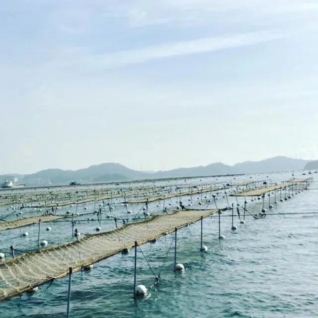 瀬戸内海苔のやみつきナッツ　海苔