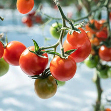 画像をギャラリービューアに読み込む, 特別栽培「宮トマト」
