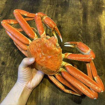 【送料無料】本ズワイガニ姿 500g前後×1尾/2尾〈ボイル済み〉 | まるひな水産