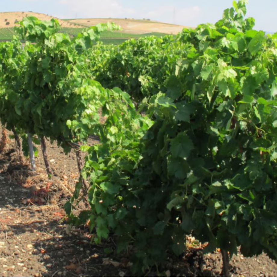 バリオ ディ グリーシ ヴィオニエ 2022 【BAGLIO DI GRISI VIOGNIER  2022】BIO白ワイン