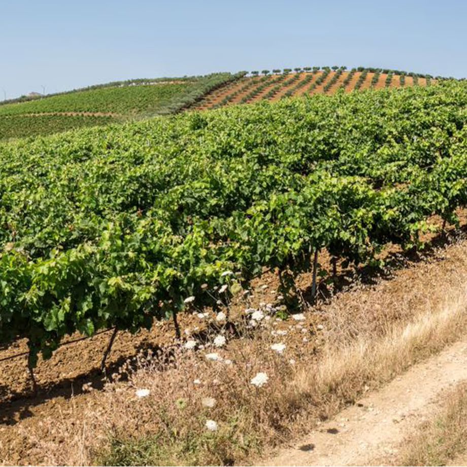 バリオ ディ グリーシ ヴィオニエ 2022 【BAGLIO DI GRISI VIOGNIER  2022】BIO白ワイン