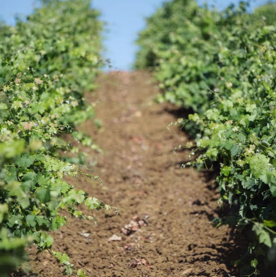 バリオ ディ グリーシ ネロ・ダーヴォラ 2021 【BAGLIO DI GRISI NERO D'AVOLA 2021】 BIO赤ワイン