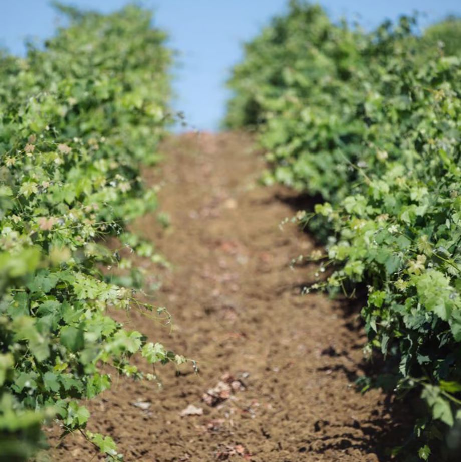バリオ ディ グリーシ シラー 2021 【BAGLIO DI GRISI SYRAH 2021】BIO赤ワイン
