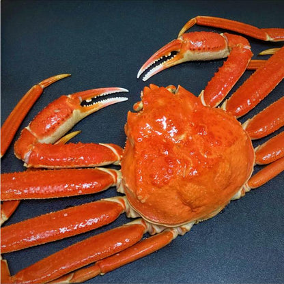 【送料無料】本ズワイガニ姿 500g前後×1尾/2尾〈ボイル済み〉 | まるひな水産