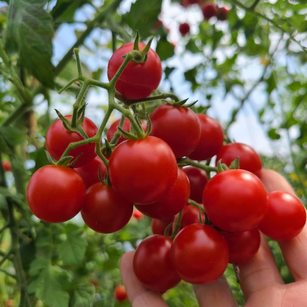 懐古トマト～赤い恋人～2kg箱 ミニトマト | リアルスメルちゃん農園