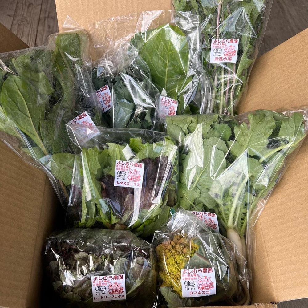 季節の有機野菜セット＜ライト＞