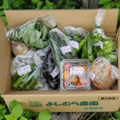 季節の有機野菜セット＜ライト＞