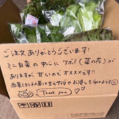 季節の有機野菜セット＜ライト＞