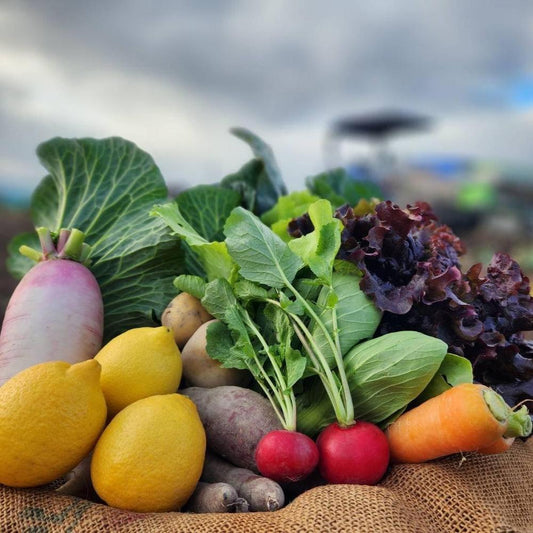 季節の有機野菜セット＜レギュラー＞