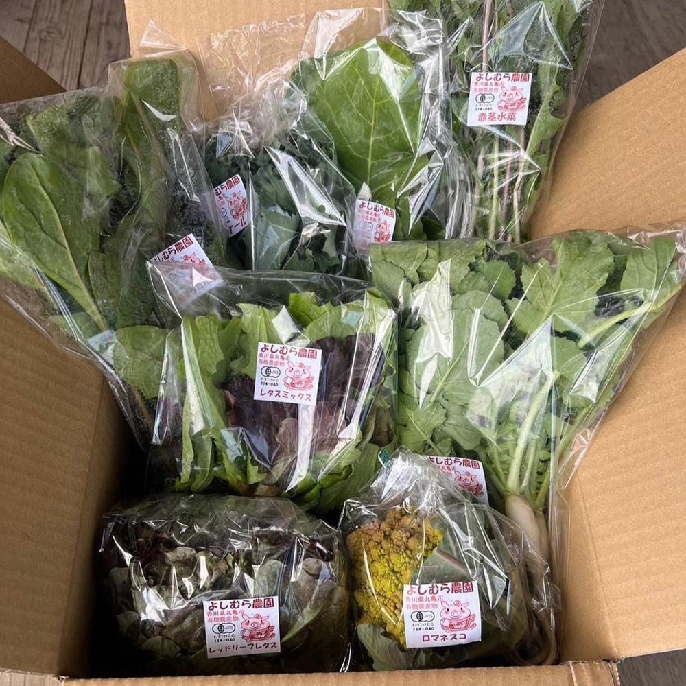 季節の有機野菜セット＜レギュラー＞