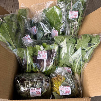 季節の有機野菜セット＜レギュラー＞