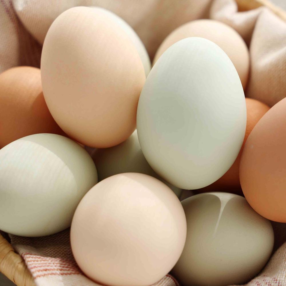 北海道 水芭蕉卵 (みずばしょうらん) 16個 | 穴太商店