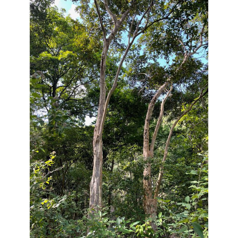 ジャマイカのスパイスセット 【オールスパイス（ピメント＋ジャーク