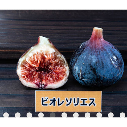 皮ごと食べれるいちじく詰め合わせ（2〜3品種食べ比べ）