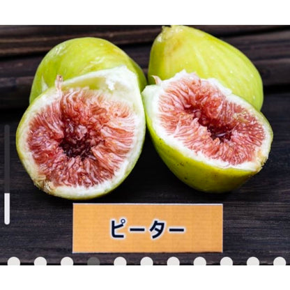 皮ごと食べれるいちじく詰め合わせ（2〜3品種食べ比べ）