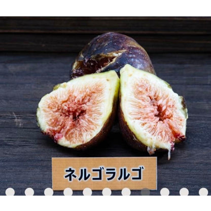 皮ごと食べれるいちじく詰め合わせ（2〜3品種食べ比べ）