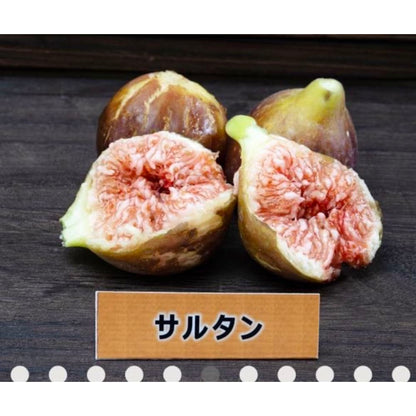皮ごと食べれるいちじく詰め合わせ（2〜3品種食べ比べ）
