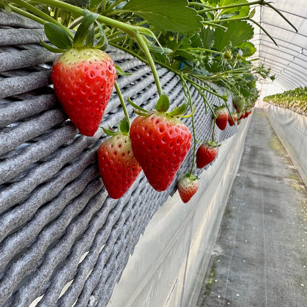 朝摘みイチゴのクリームチーズ