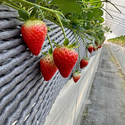 朝摘みイチゴのクリームチーズ