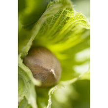 画像をギャラリービューアに読み込む, CASCINA BARROERO ピエモンテIGPヘーゼルナッツローズマリー塩付き 200g
