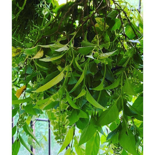ジャマイカのママハーブミックスティー Sサイズ×3種セット | mountain top herbs（マウンテントップハーブス）