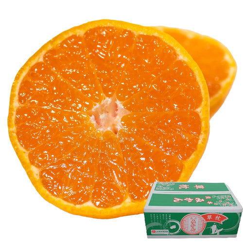 JAたまな 熊本県産 特選ブランドみかん「草枕」4kg 糖度12度以上