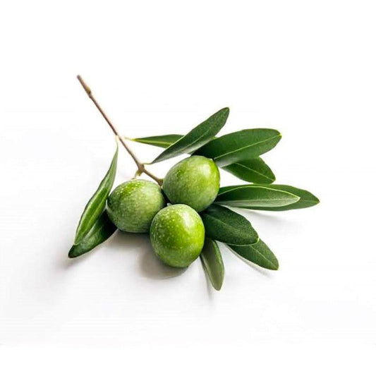 古代品種MAESTAオーガニックエキストラバージンOLIVE OIL（228g）